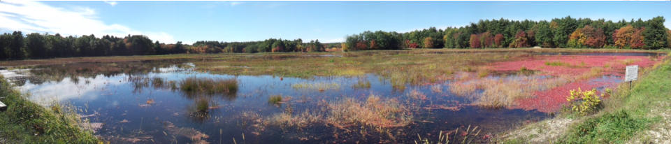 Panorama of Cranberry Bogs
